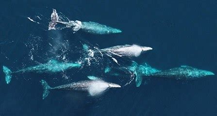 California Gray Whale Migration - Redwood National and State Parks (U.S ...