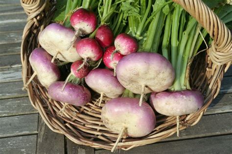 Root vegetables on basket stock image. Image of organic - 12729747