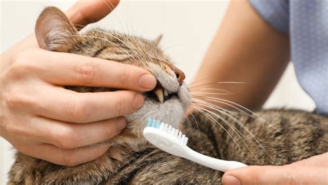 When Can You Start Brushing a Cat's Teeth? | Healthcare for Pets