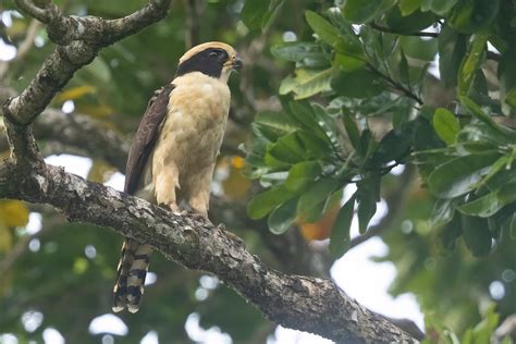 Gary Thoburn on Twitter: "‘Best of Costa Rica’, Black-faced Solitaire ...