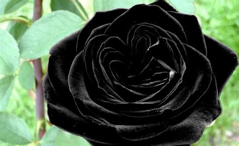 ROSES: Black Roses