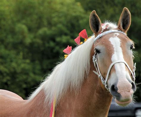 Clydesdale | Clydesdale, Show horses, Draft horses