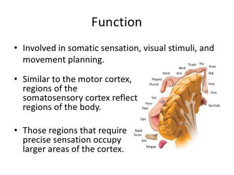 The somatosensory cortex