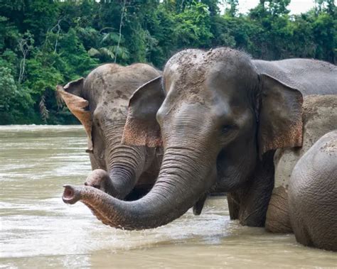 Sumatran Elephant - Facts, Diet, Habitat & Pictures on Animalia.bio