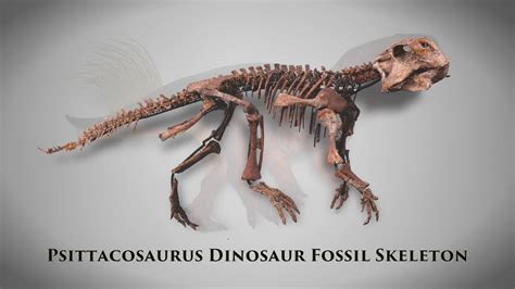 Psittacosaurus Dinosaur Fossil Skeleton from M.S. Rau Antiques - YouTube