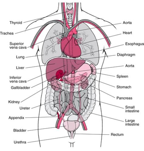 Free Diagrams Human Body | human body organ diagram appendix | Human body anatomy, Body organs ...