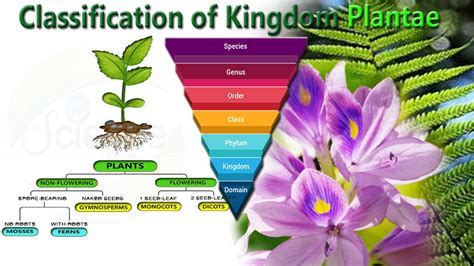 Kingdom Plantae Examples