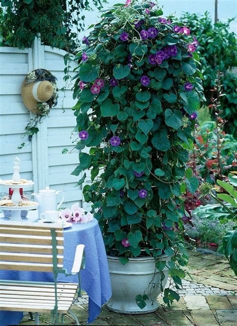 18 Best Vines and Climbers for Balcony and Patio