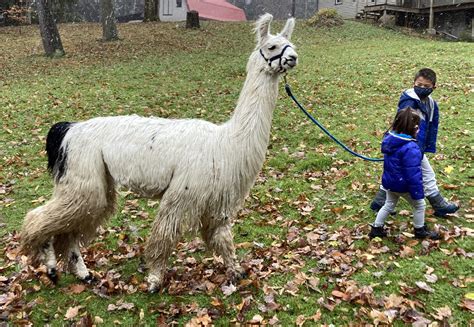 Llama Adventures - Farm Visits