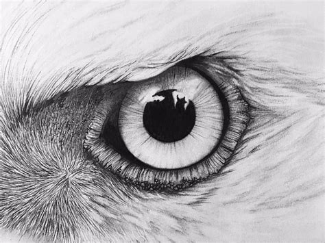 Kaitlin Bauer on Twitter: "Eagle eye...literally 👀 #baldeagle #birds # ...