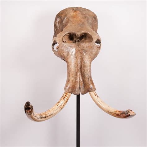 A Superb Skull with Tusks of a Female Woolly Mammoth - - Catawiki