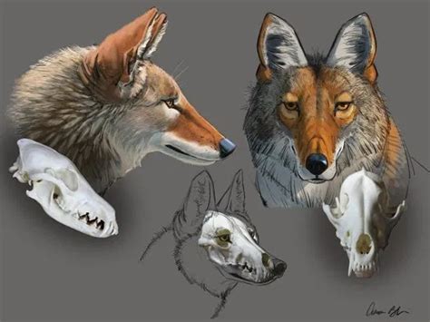 🔥 On Sale! How to Draw Wolves, Coyotes & Foxes | Wolf drawing, Art walk ...