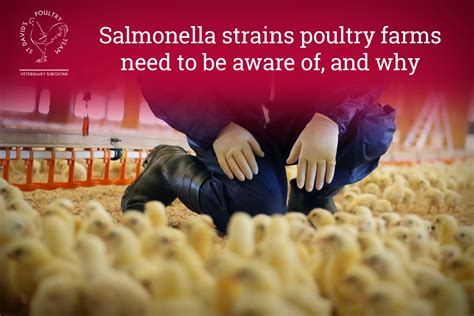 Salmonella strains poultry farms need to be aware of, and why