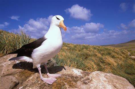 Black Browed Albatross (Thalassarche … – License image – 70201725 lookphotos