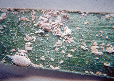 Mealybugs: A common pest of indoor plants - MSU Extension