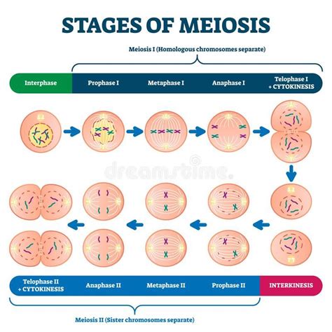 Stages of meiosis vector illustration. Labeled cell division process scheme. Illustration about ...