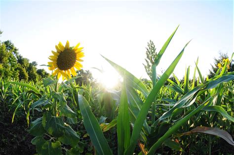 Millet Dove Food Plot Seed | Hancock Seed – hancockseed.com