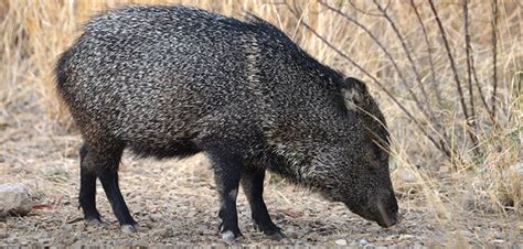 Javelinas - Big Bend National Park (U.S. National Park Service)