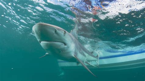 VIDEO: Sharks hug Palm Beach near surf zone ... why that's a good thing