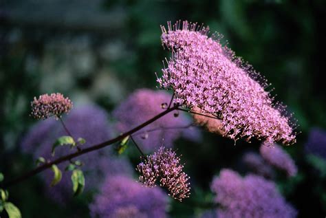 Filler Flowers for Wedding Bouquets