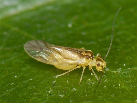 Psocoptera