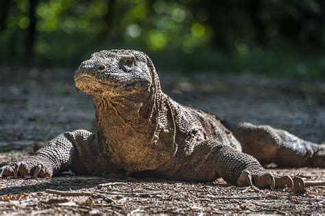 Excited to meet the last dragons in Komodo Island? Learn the basics now ...