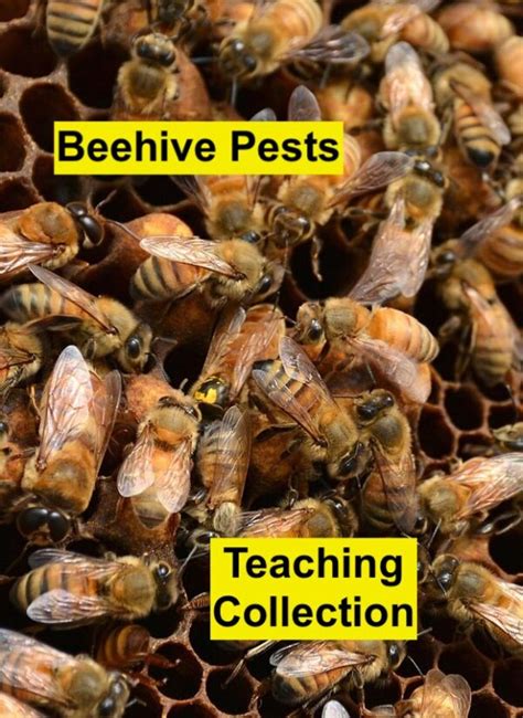 Beehive Pests Teaching Collection - BioQuipBugs