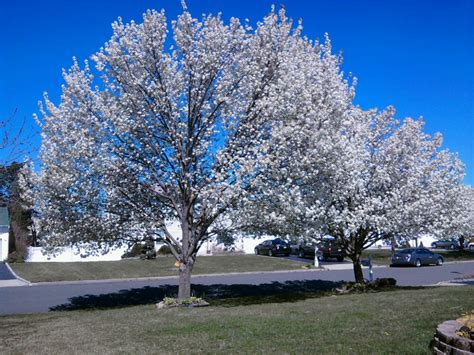 The Bradford Pear - A Gorgeous Landscaping Tree - All About The House