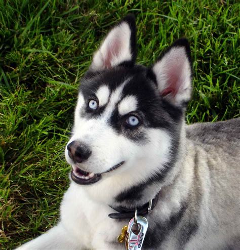 Black Siberian Husky With Blue Eyes | PETSIDI