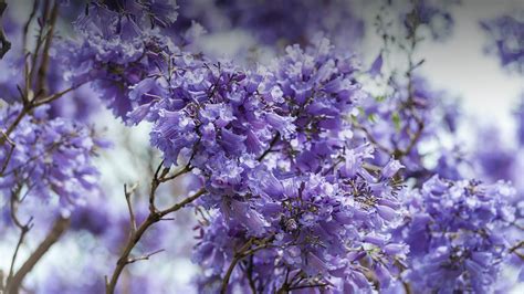 Download Purple Tree Jacaranda Flower Wallpaper | Wallpapers.com