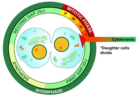 Cytokinesis Eukaryotic Mitosis Clip Art at Clker.com - vector clip art online, royalty free ...