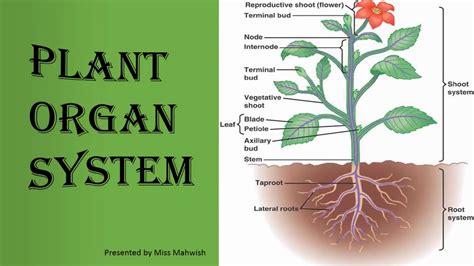 Biology Class V Lecture 13 Plant Organ System Miss Mahwish - YouTube