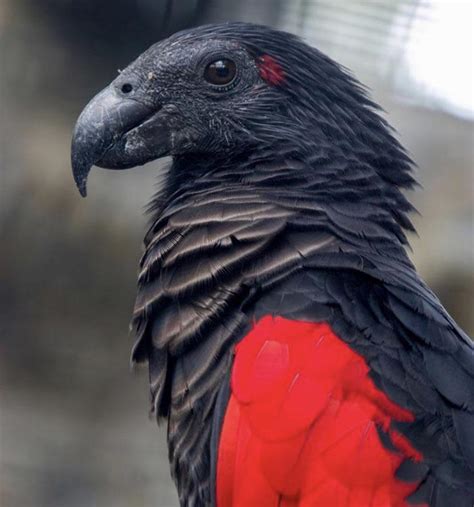 The beautiful Pesquet's Parrot, also known as the Dracula Parrot : r/Damnthatsinteresting