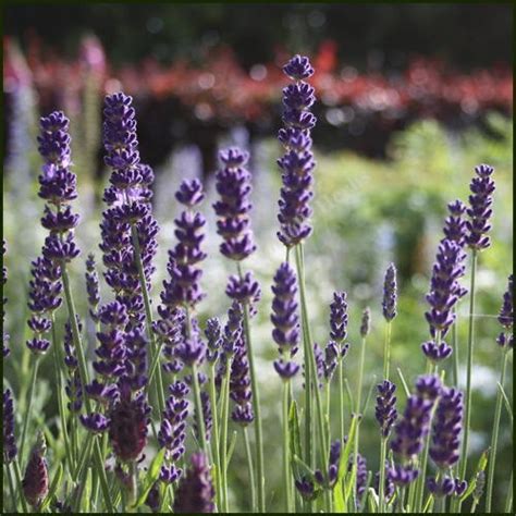 Buy Lavender, Hidcote - Lavandula angustifolia from Norfolk Herbs