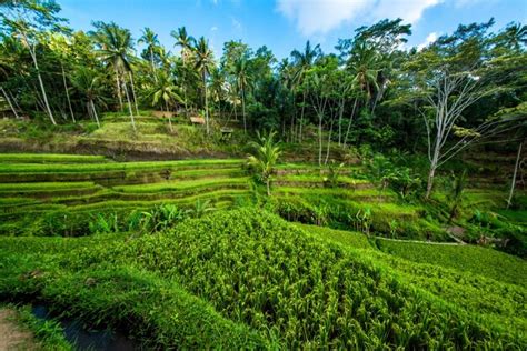 Premium Photo | A beautiful view of tegalalang rice field located in ubud bali indonesia