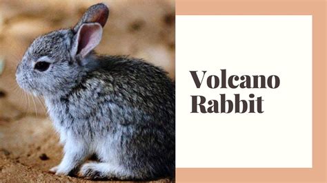 Best 10 Volcano Rabbit Facts, Names, habitat - Zoological World