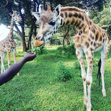 Top activities to do at the Uganda Wildlife Conservation Centre, UWEC ...