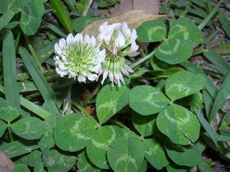 Five Facts: Clover in Florida – Research News