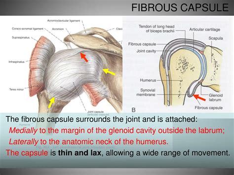 PPT - FUNCTIONAL ANATOMY OF SHOULDER JOINT PowerPoint Presentation, free download - ID:3839902