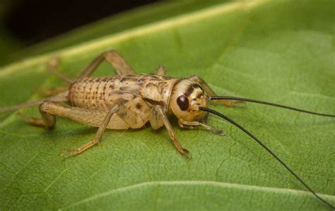 Are Crickets Dangerous?