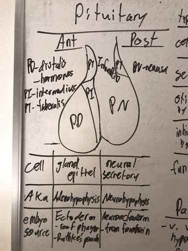 1-2: LE1 - Endocrine Embryo, Histo, Anatomy Flashcards | Quizlet