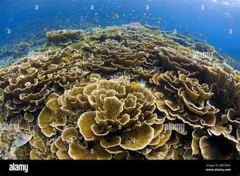 Coral reef with dominating Montipora corals (Acroporidae), Mindanao ...