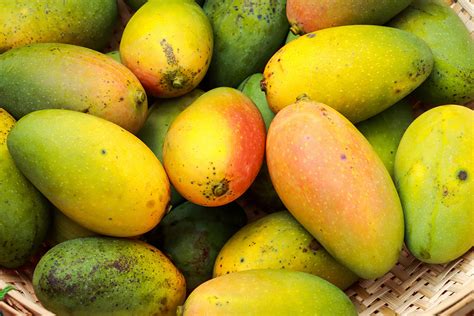 Philippines: exploring benefits of mango extract for pig health