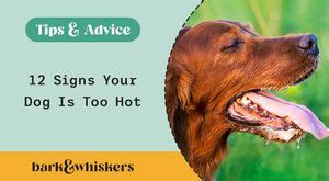 12 Signs Your Dog Is Too Hot