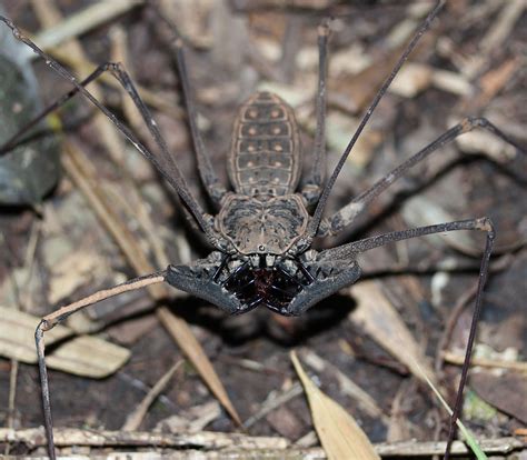 Hundreds of new species are still being discovered in the Amazon