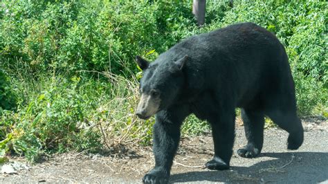 Yellowstone Bear World - Go Wandering