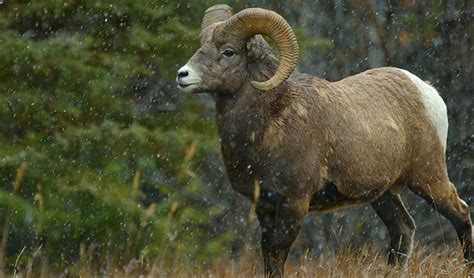 Wildlife Viewing - Greer Lodge Arizona