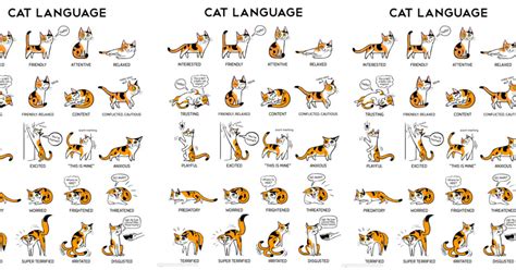 Cat Body Language Chart Reveals Your Cat's Moods And Emotions