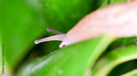 Slug Eye Stock Photo | Adobe Stock