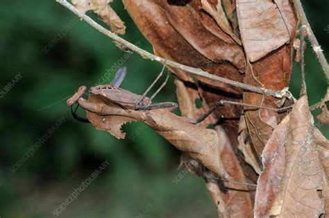 Dead leaf mantis, Malaysia - Stock Image - F031/9183 - Science Photo Library